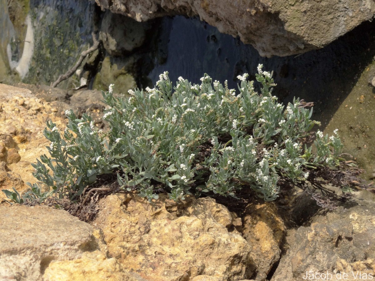 Heliotropium curassavicum L.